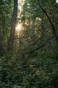 400px-Auringonlasku_metsässä